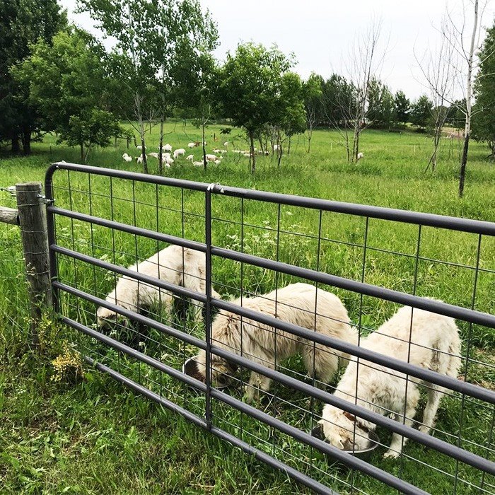 China sheep wire panels China sheep wire panels
