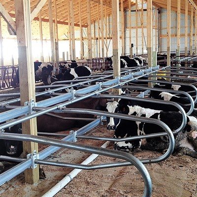 Ekonomické výhody stajní bez kráv: Zvýšenie výkonnosti produkcie a dlhodobá n...
